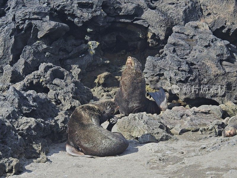 圣保罗岛的北方海狗- I